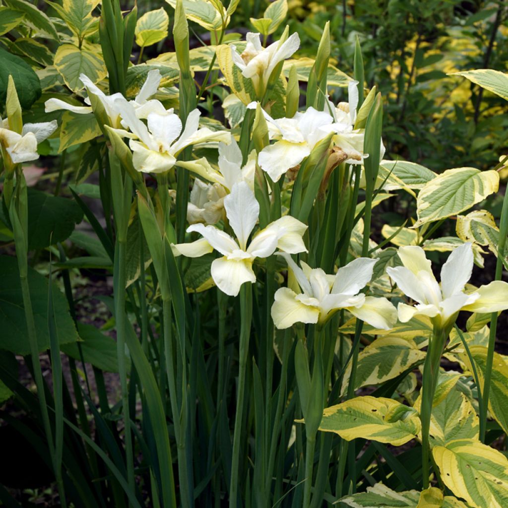 Cornus sericea Hedgerow's Gold - Cornouiller stolonifère