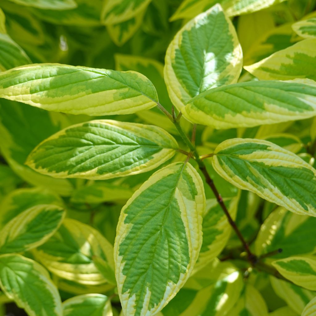 Cornus sericea Hedgerow's Gold - Cornouiller stolonifère