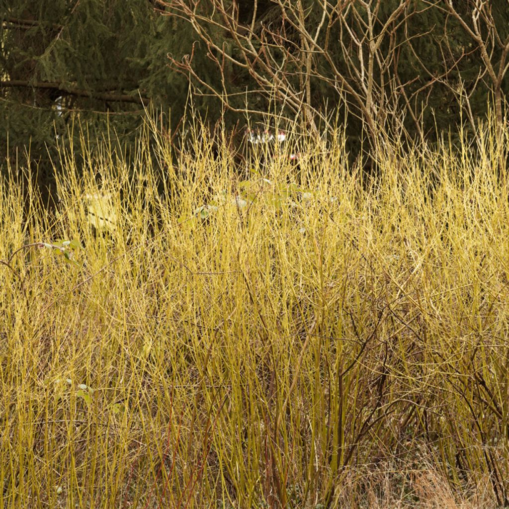 Cornus sericea Flaviramea - Cornejo colorado de arroy