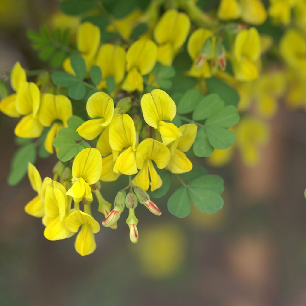 Hippocrepis emerus - Zapatitos de la Virgen