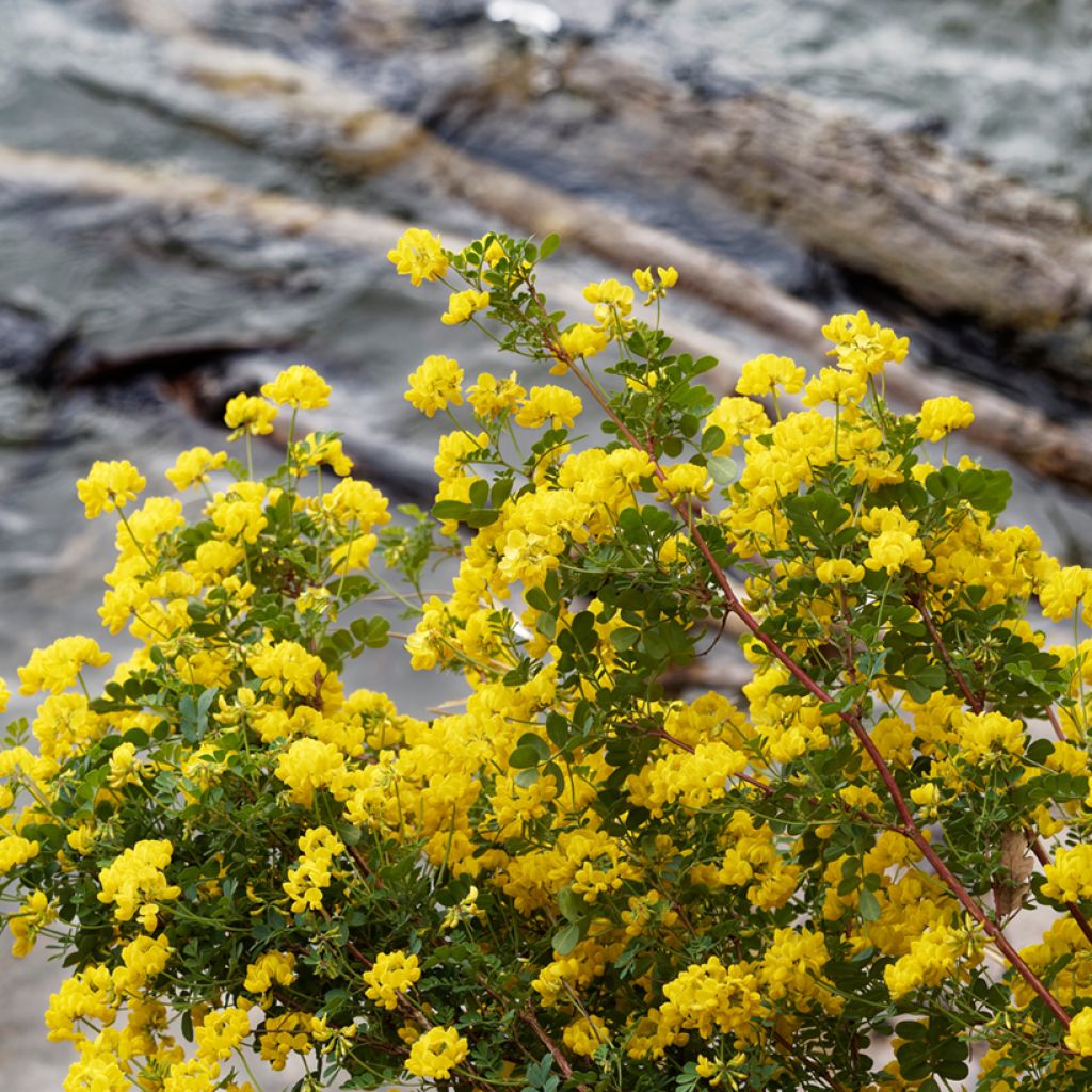 Hippocrepis emerus - Zapatitos de la Virgen