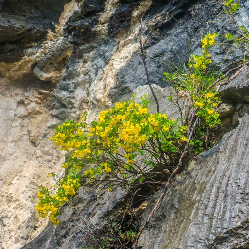 Hippocrepis emerus - Zapatitos de la Virgen