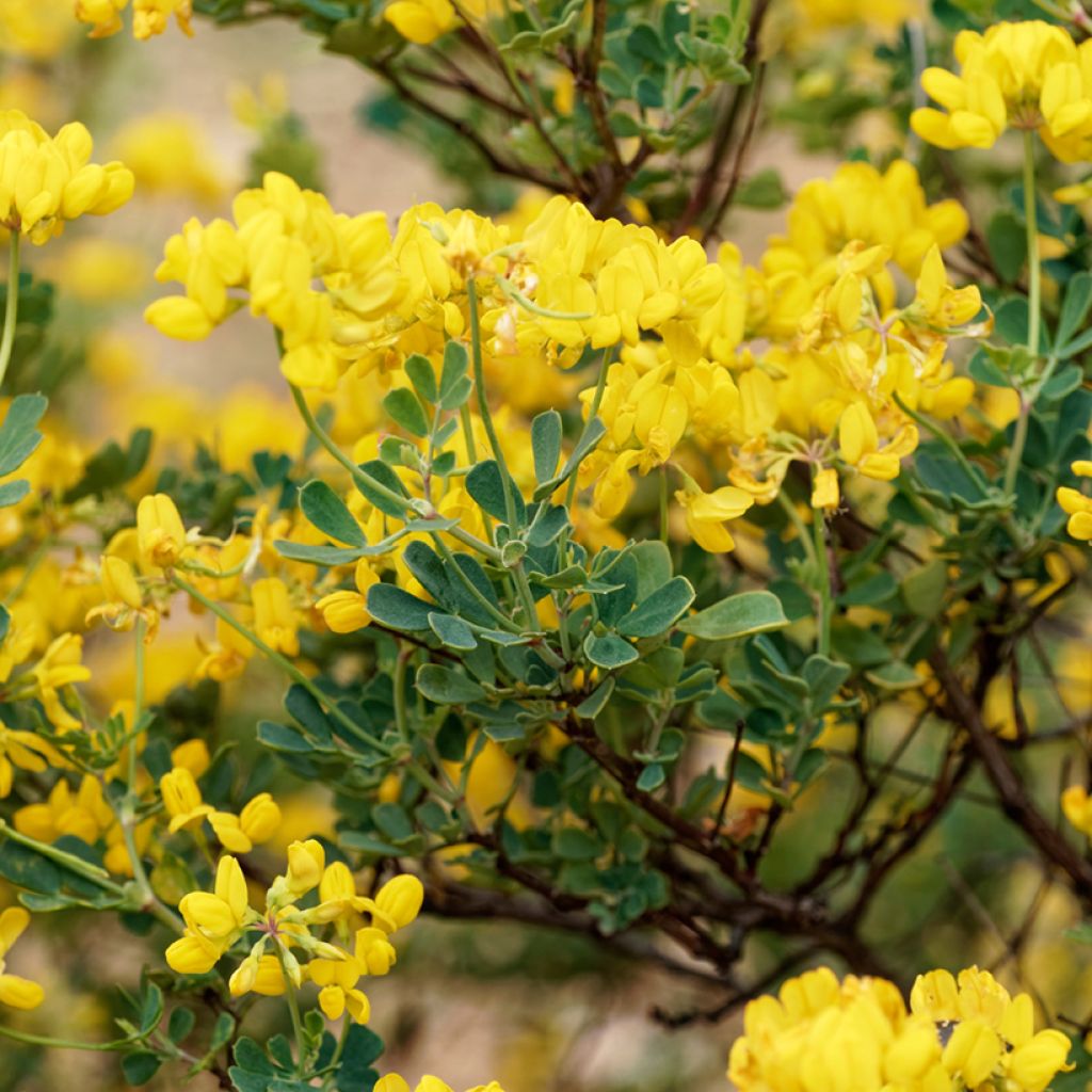 Hippocrepis emerus - Zapatitos de la Virgen