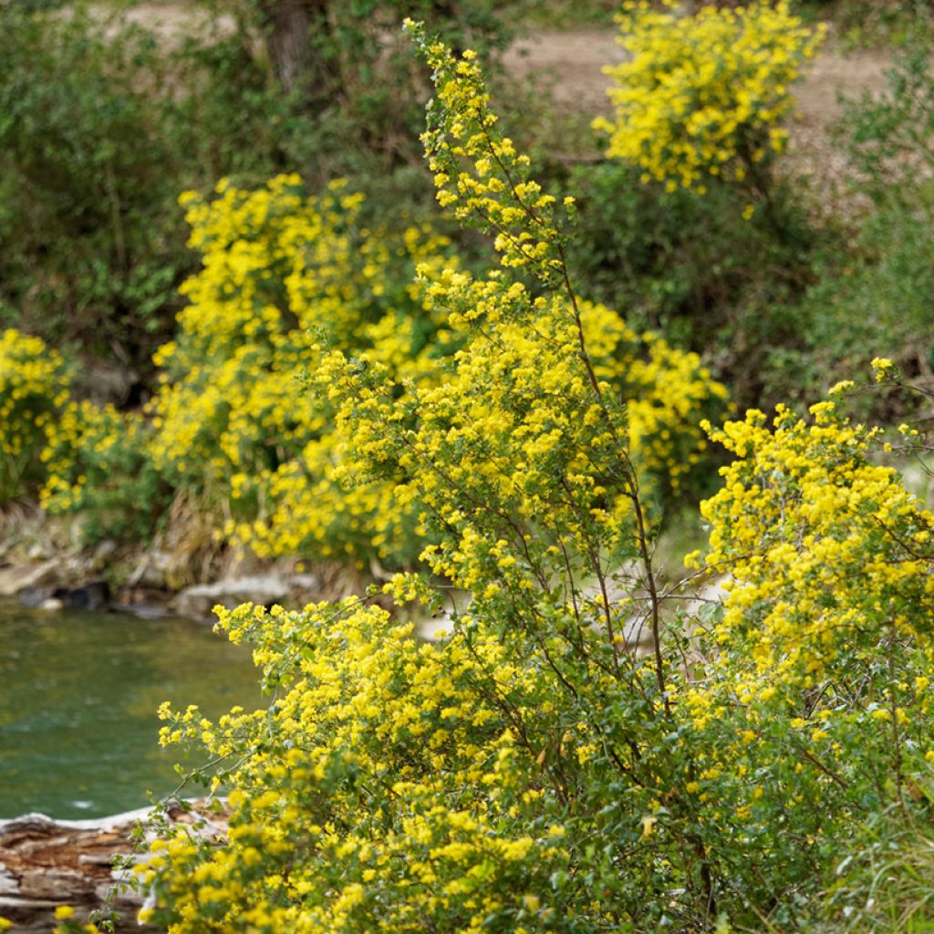 Hippocrepis emerus - Zapatitos de la Virgen