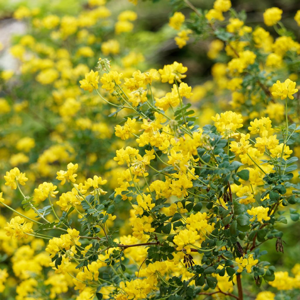 Hippocrepis emerus - Zapatitos de la Virgen