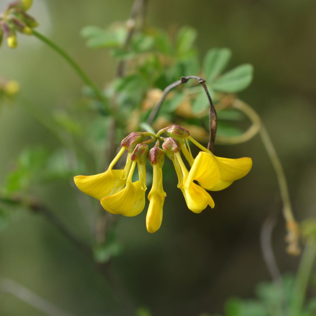 Hippocrepis emerus - Zapatitos de la Virgen
