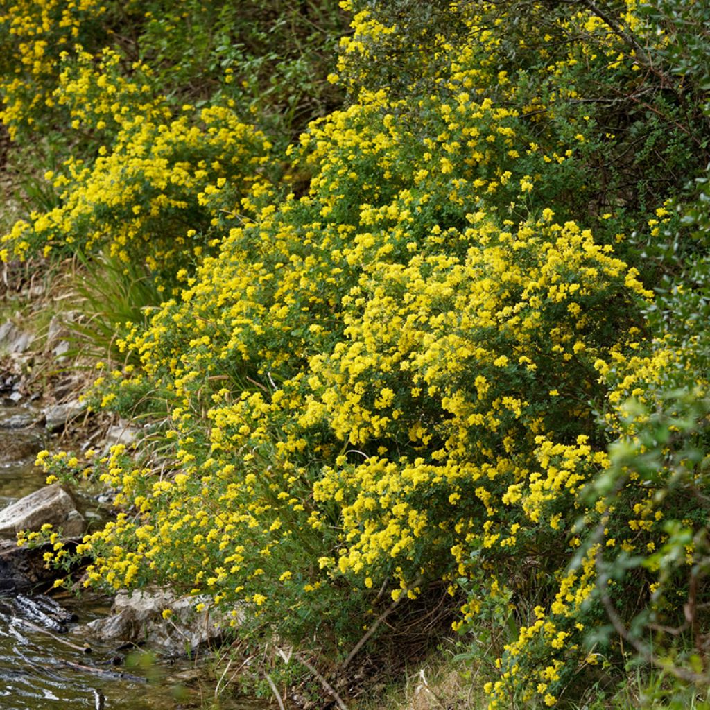 Hippocrepis emerus - Zapatitos de la Virgen