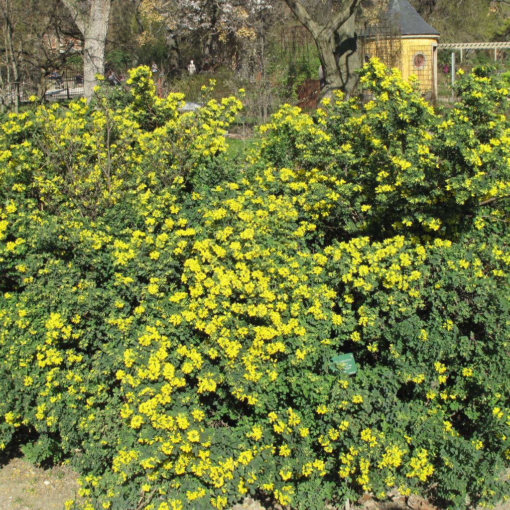 Coronilla valentina subsp. glauca - Coronilla del jardín