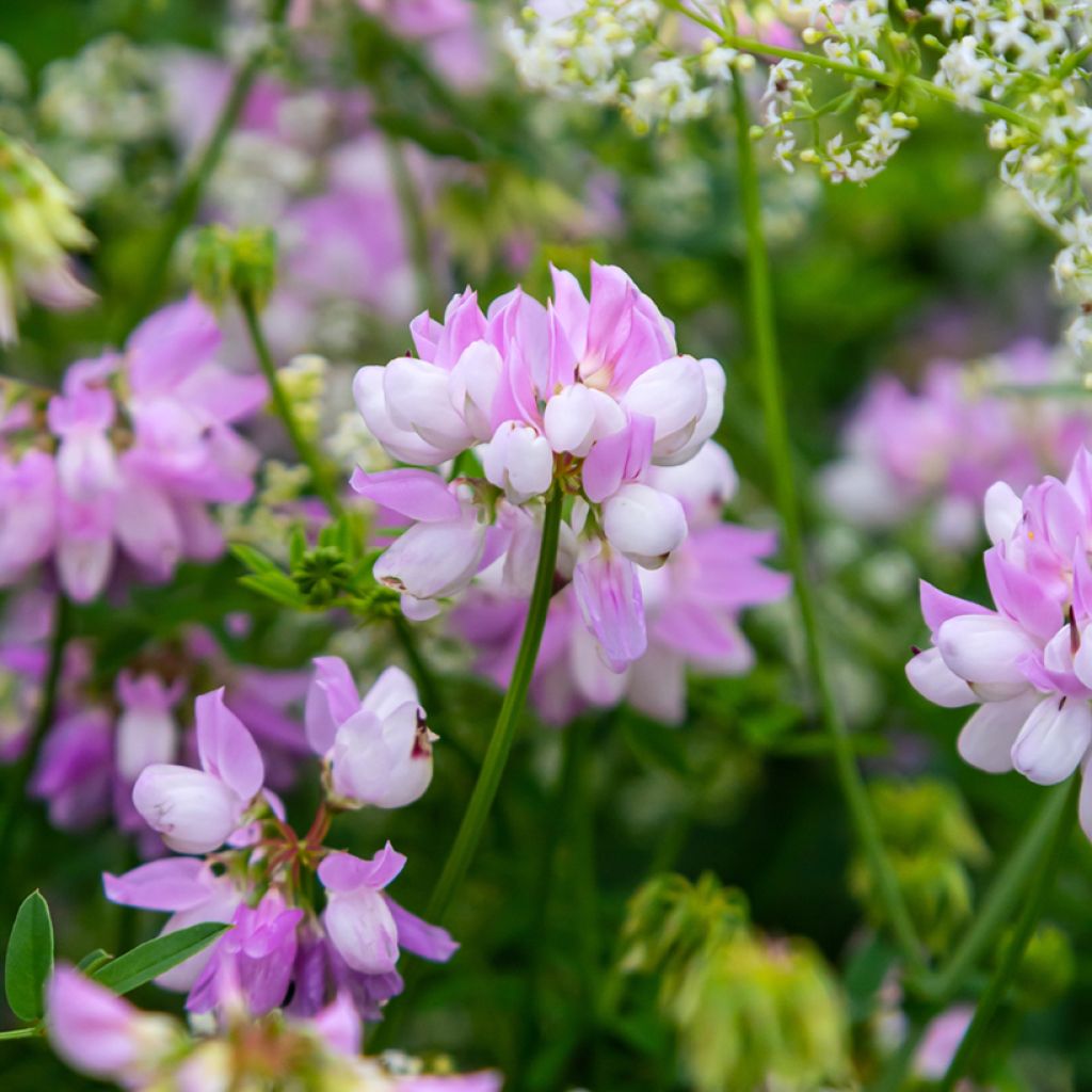Coronilla varia - Coronilla rosa