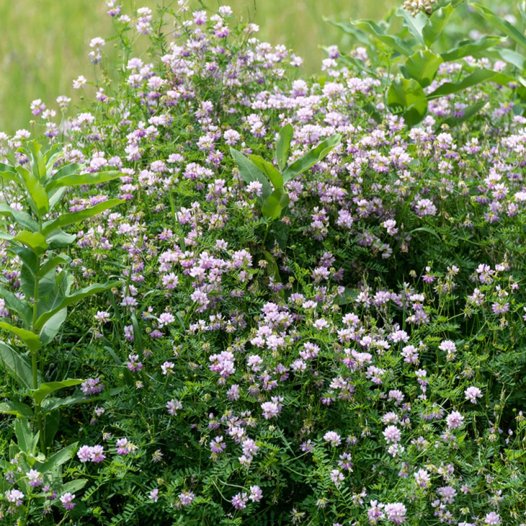 Coronilla varia - Coronilla rosa
