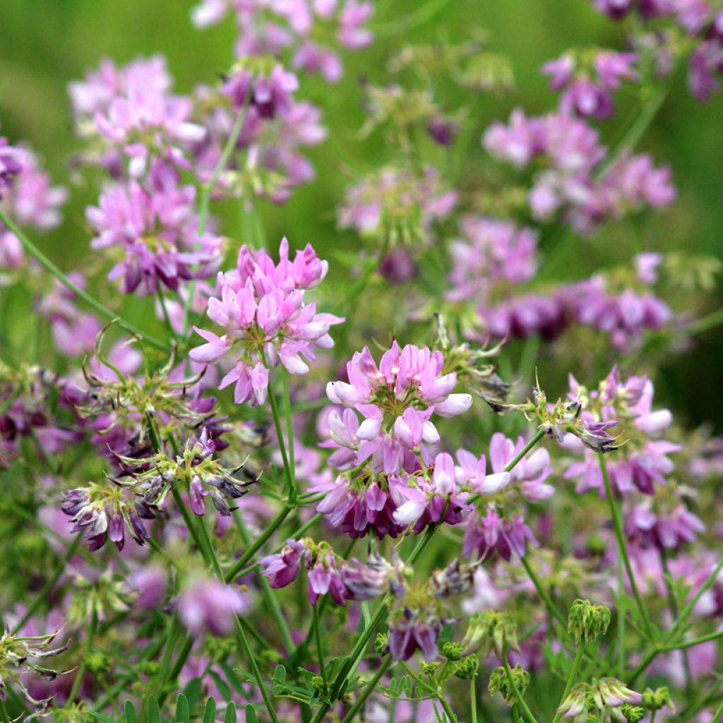 Coronilla varia - Coronilla rosa