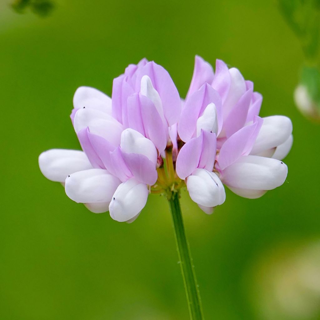 Coronilla varia - Coronilla rosa