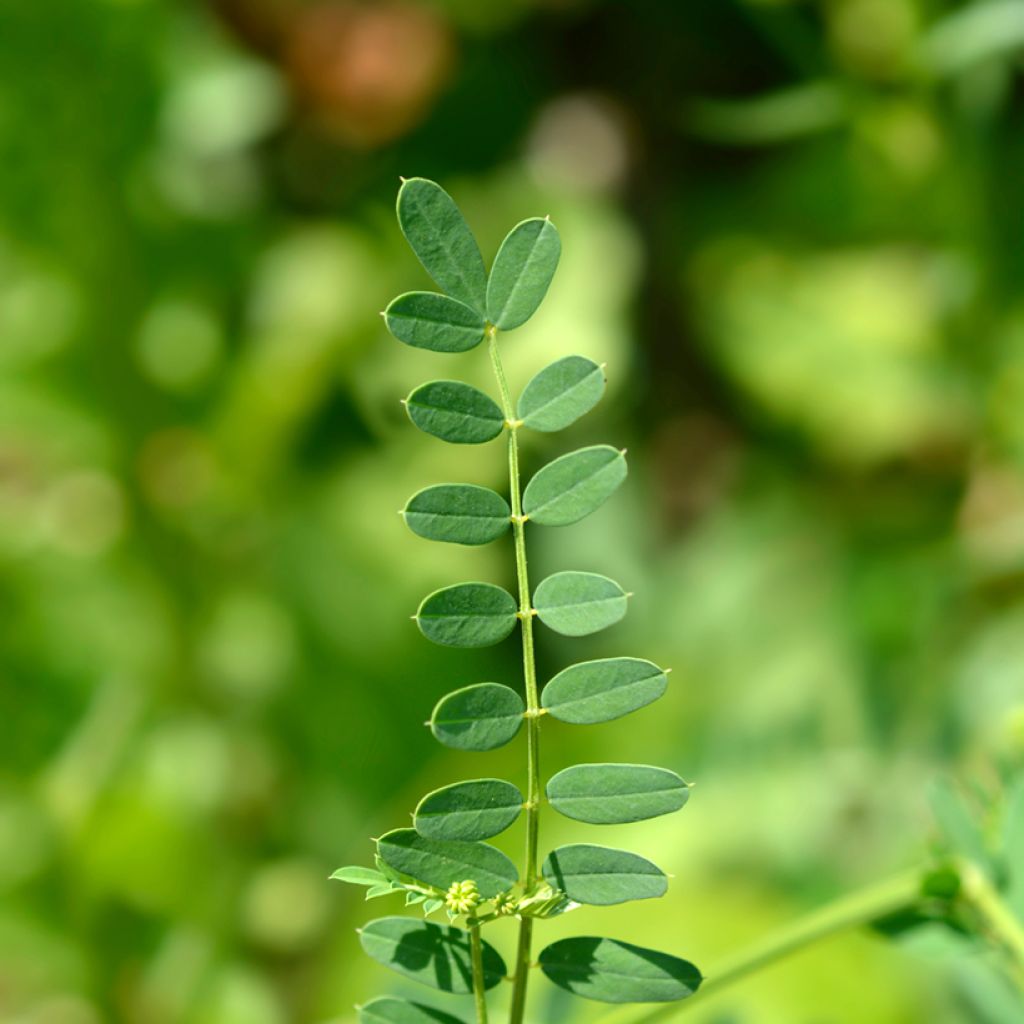 Coronilla varia - Coronilla rosa