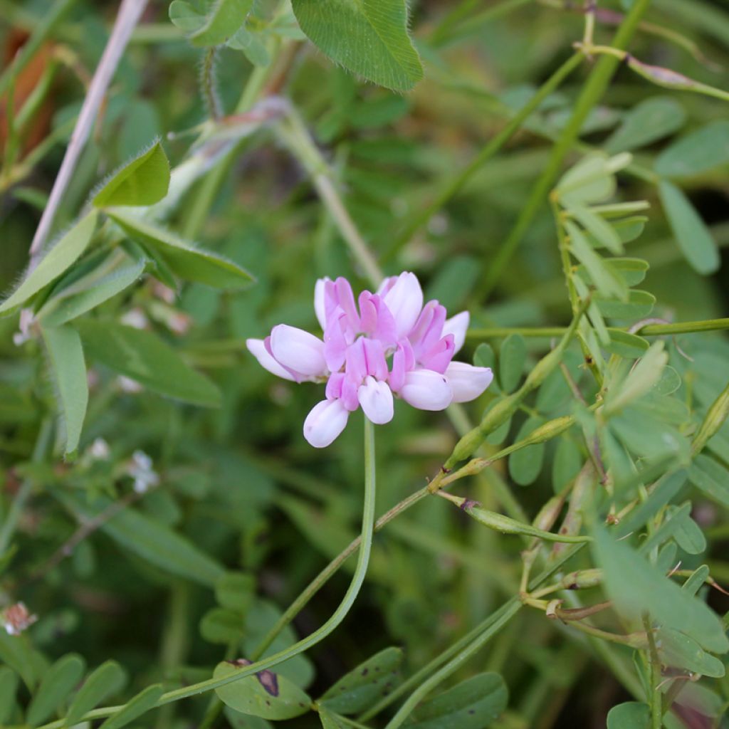 Coronilla varia - Coronilla rosa