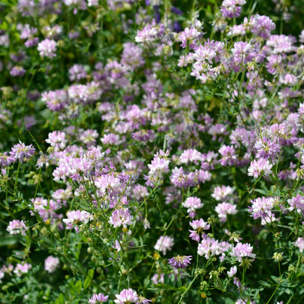 Coronilla varia - Coronilla rosa