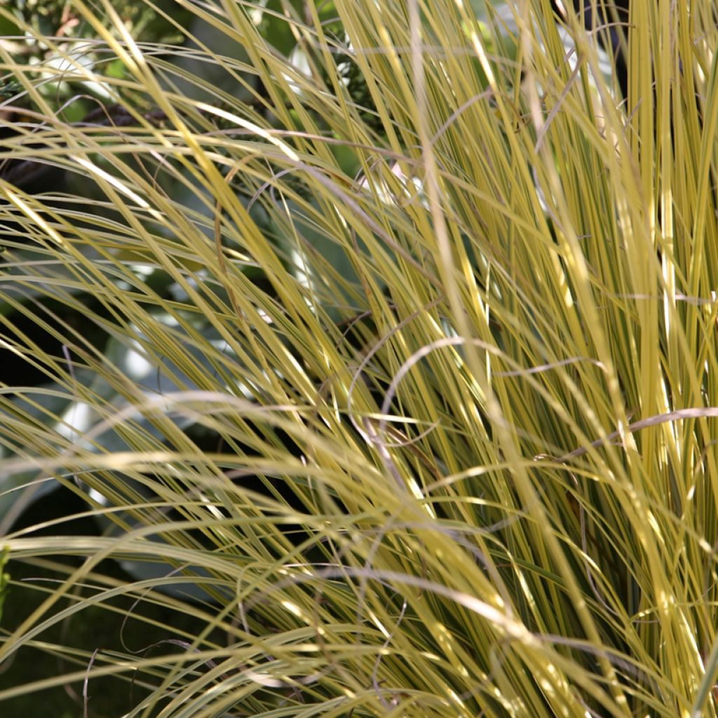 Cortaderia selloana Splendid Star