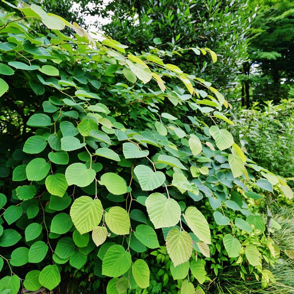 Corylopsis pauciflora - Avellano de Japón