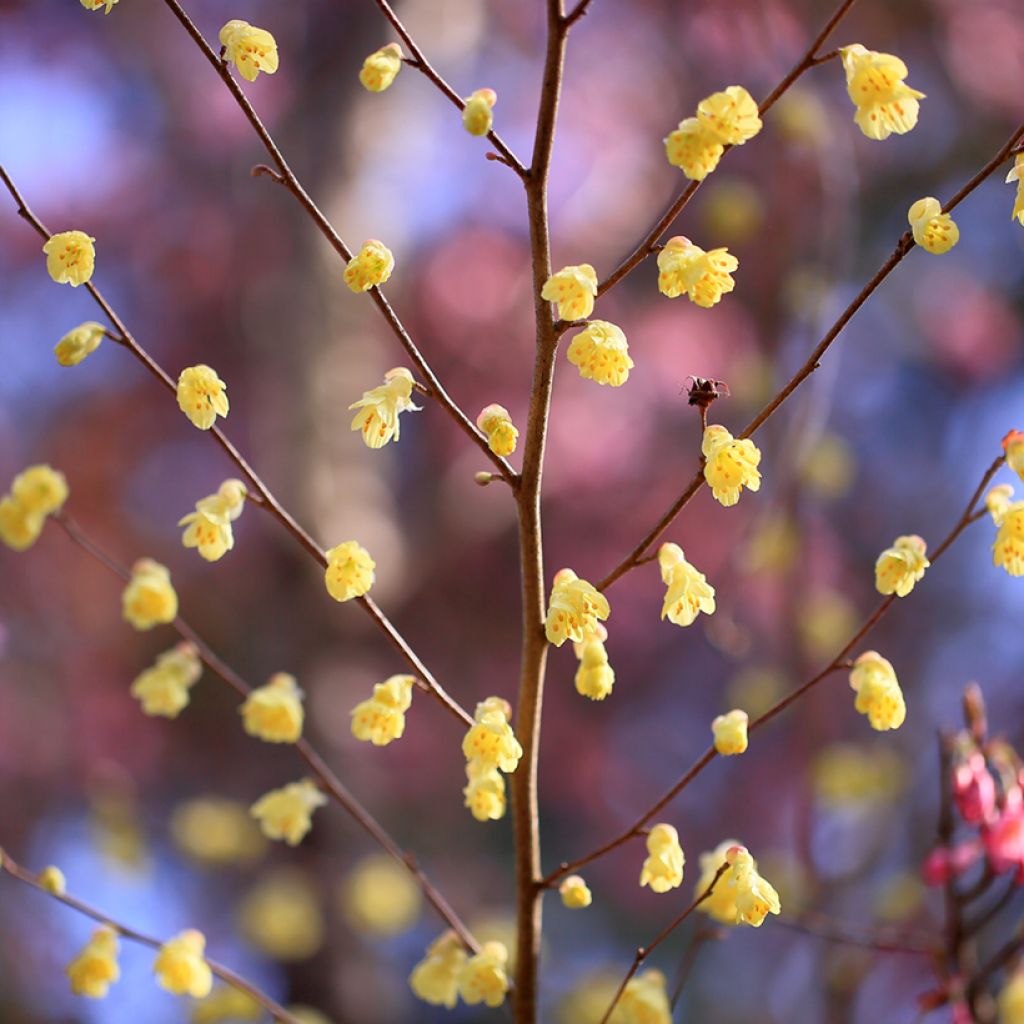 Corylopsis pauciflora - Avellano de Japón