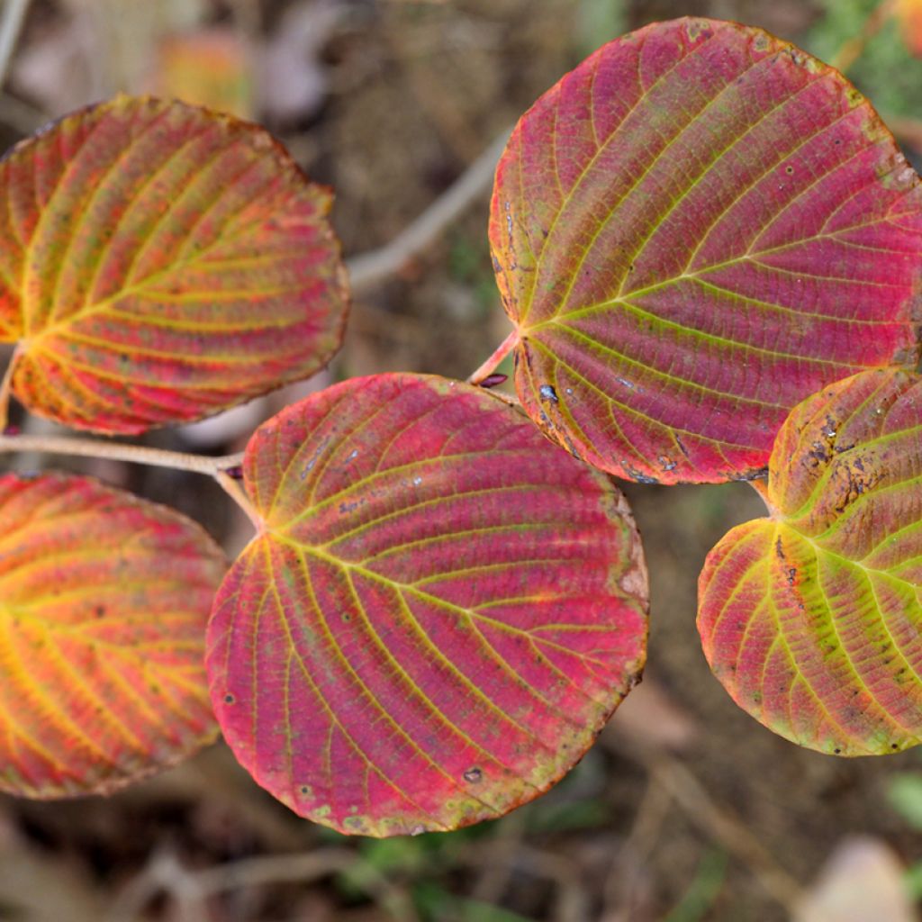 Corylopsis pauciflora - Avellano de Japón