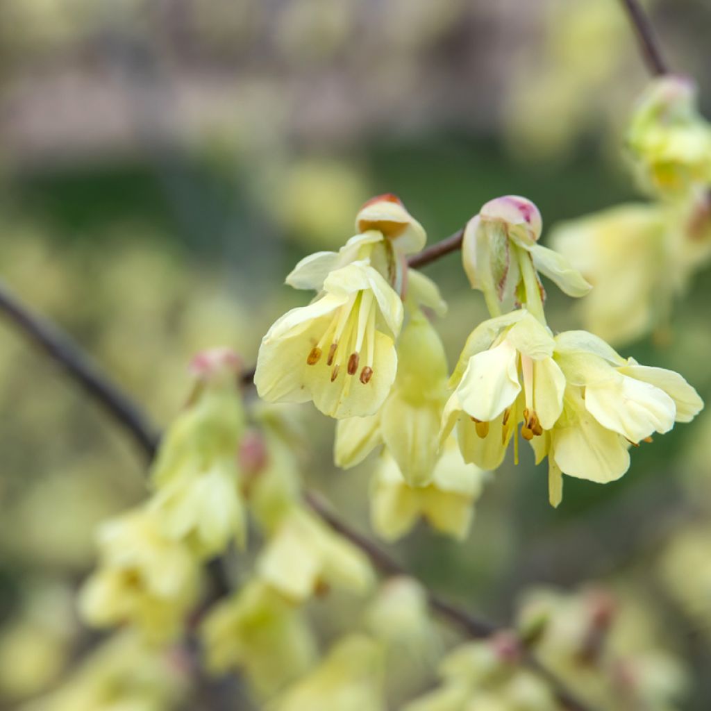 Corylopsis pauciflora - Avellano de Japón