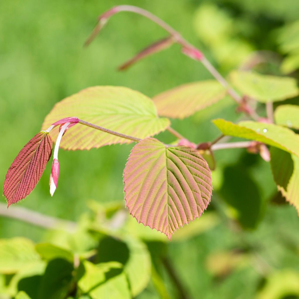 Corylopsis spicata - Avellano de invierno
