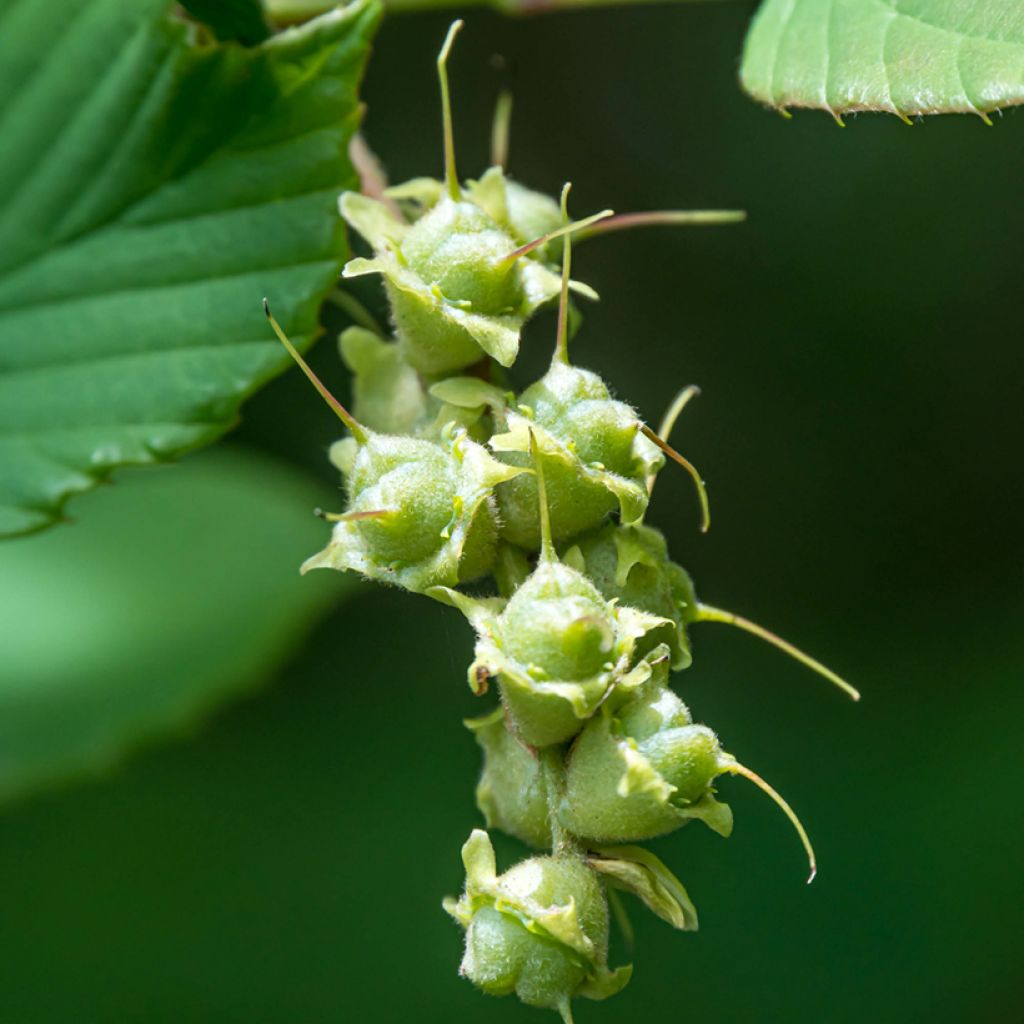 Corylopsis spicata - Avellano de invierno