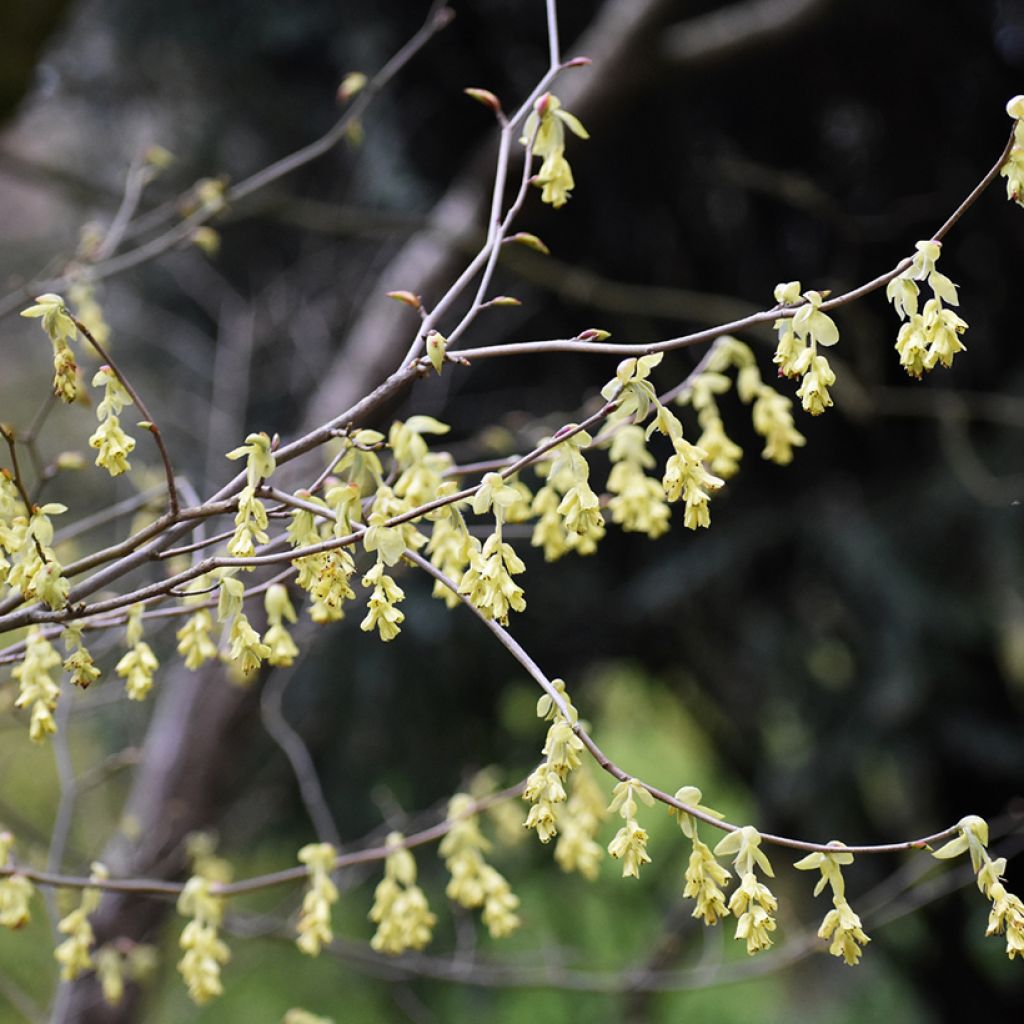 Corylopsis spicata - Avellano de invierno