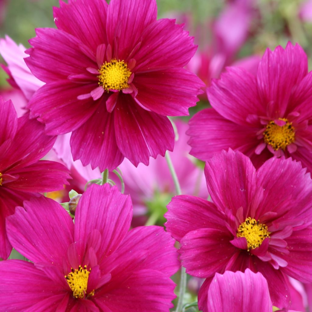 Cosmos bipinnatus Fandango