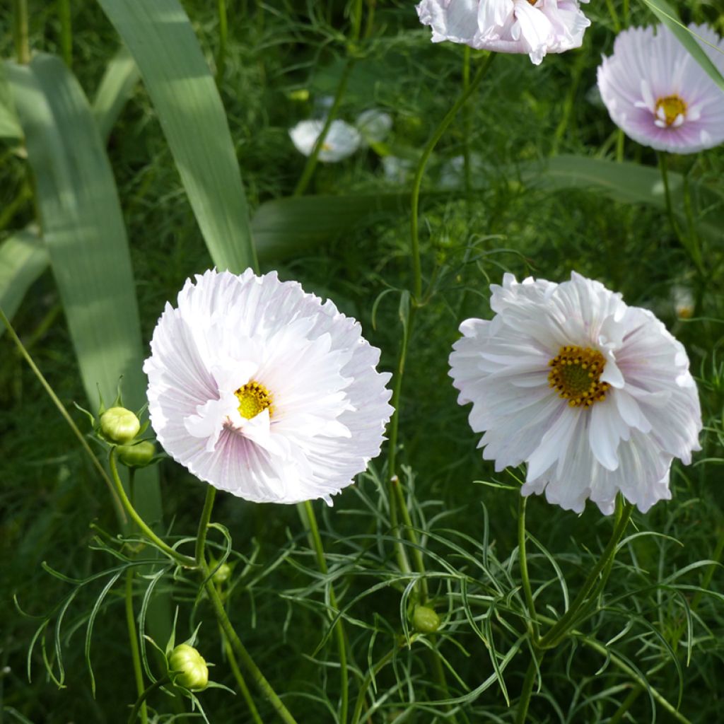 Cosmos bipinnatus Cupcakes