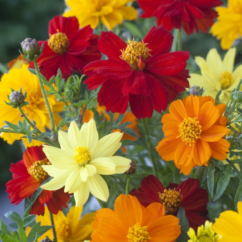 Cosmos sulphureus Brightness Mixed