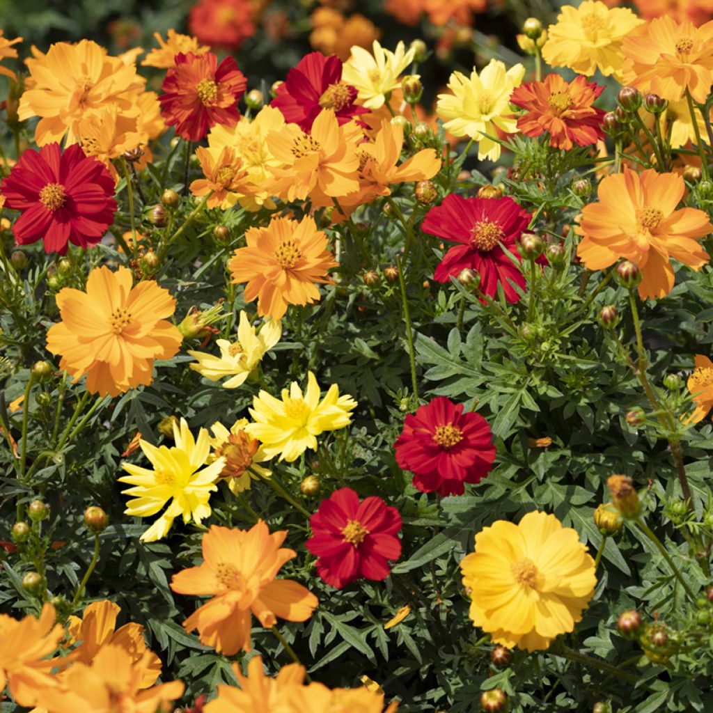 Cosmos sulphureus Brightness Mixed
