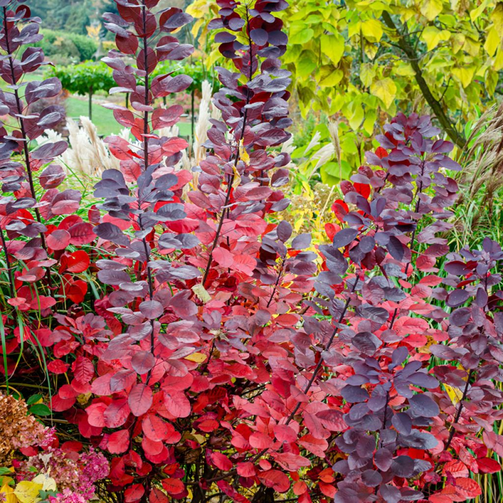 Cotinus Grace - Árbol de las pelucas