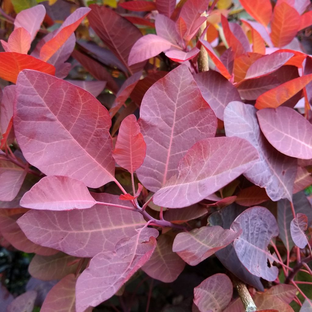 Cotinus Grace - Árbol de las pelucas