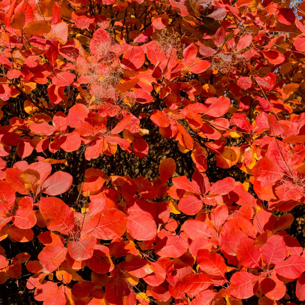 Cotinus Grace - Árbol de las pelucas