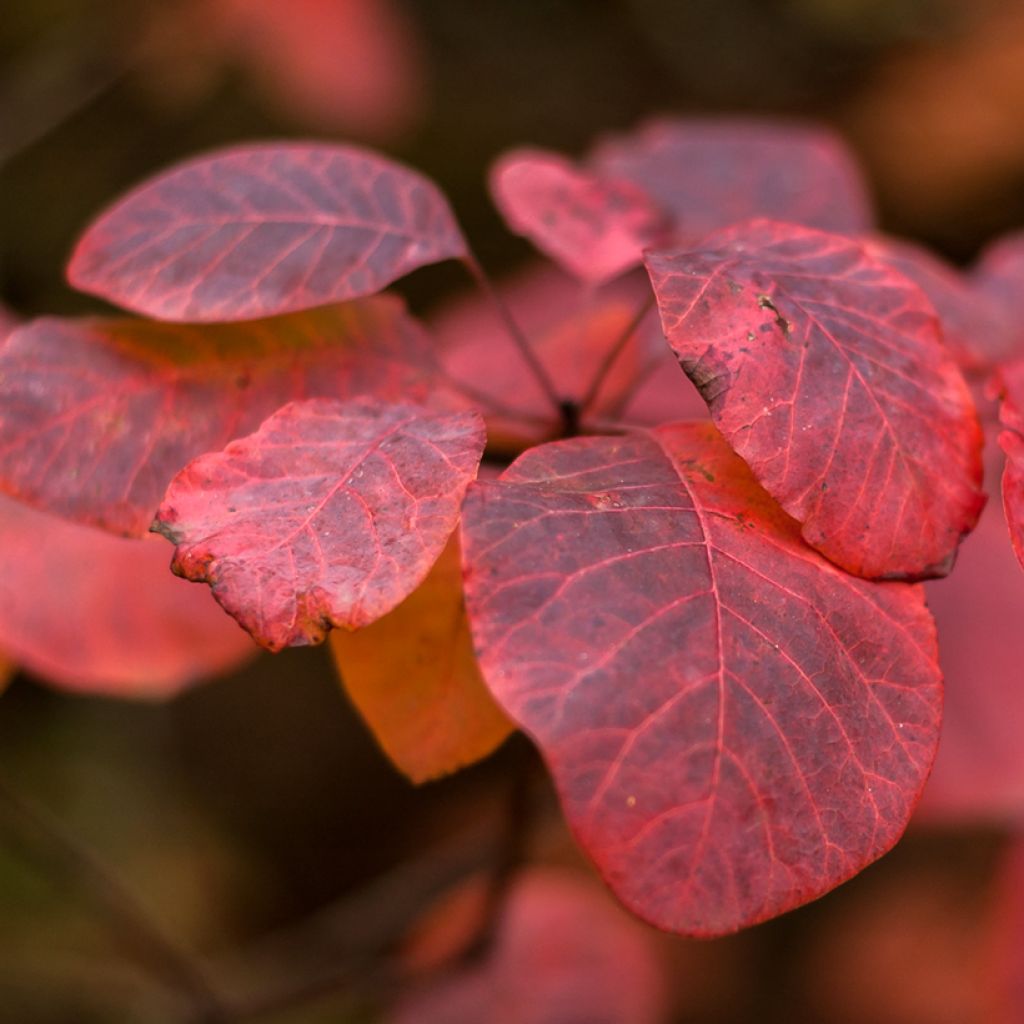 Cotinus Grace - Árbol de las pelucas