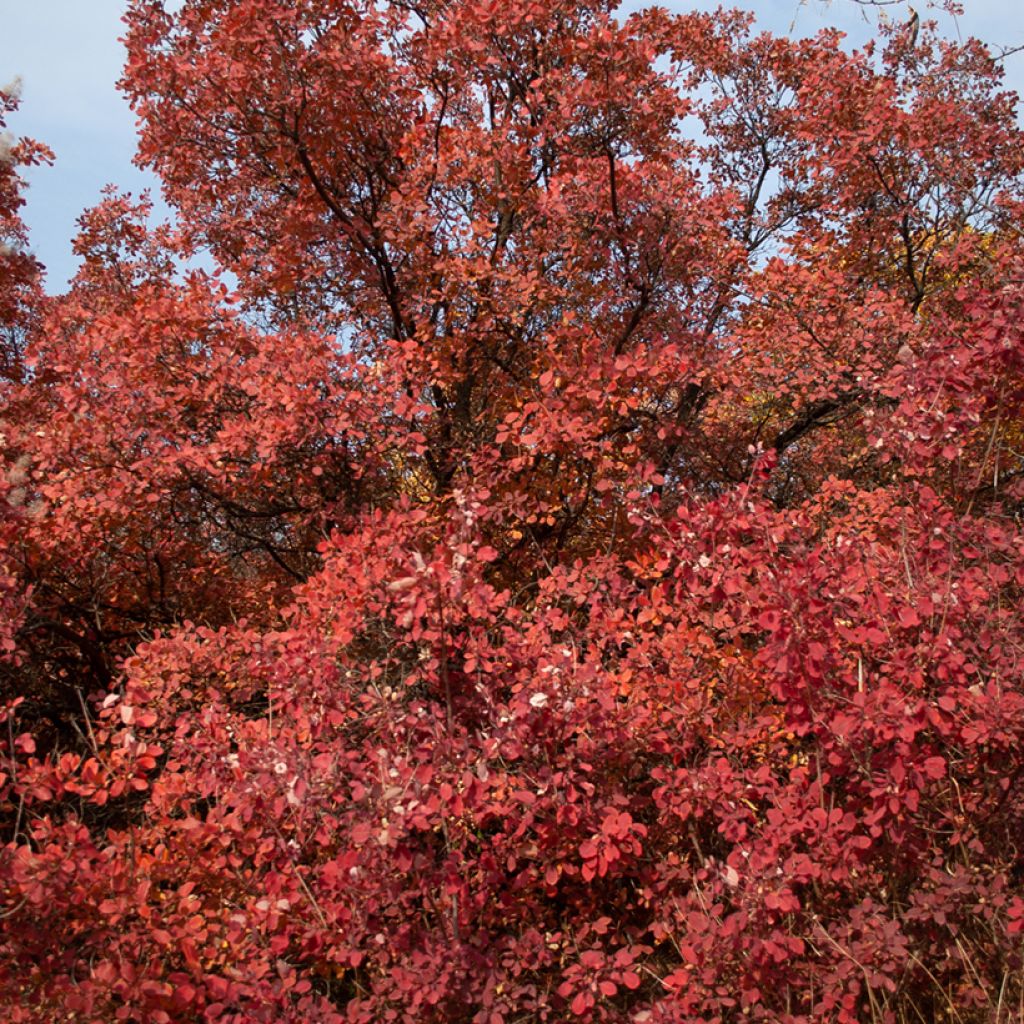 Cotinus Grace - Árbol de las pelucas