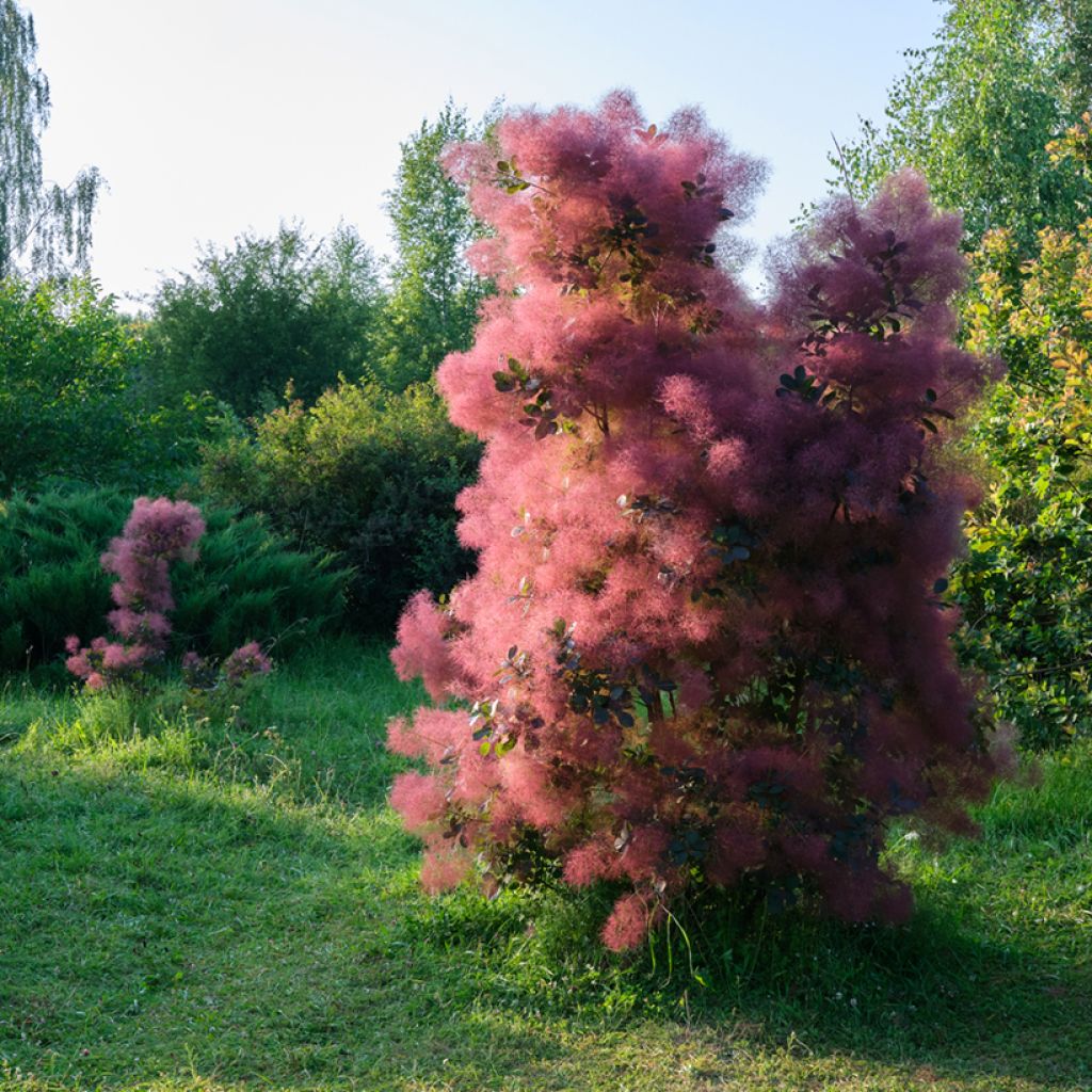 Árbol de las pelucas - Cotinus coggygria