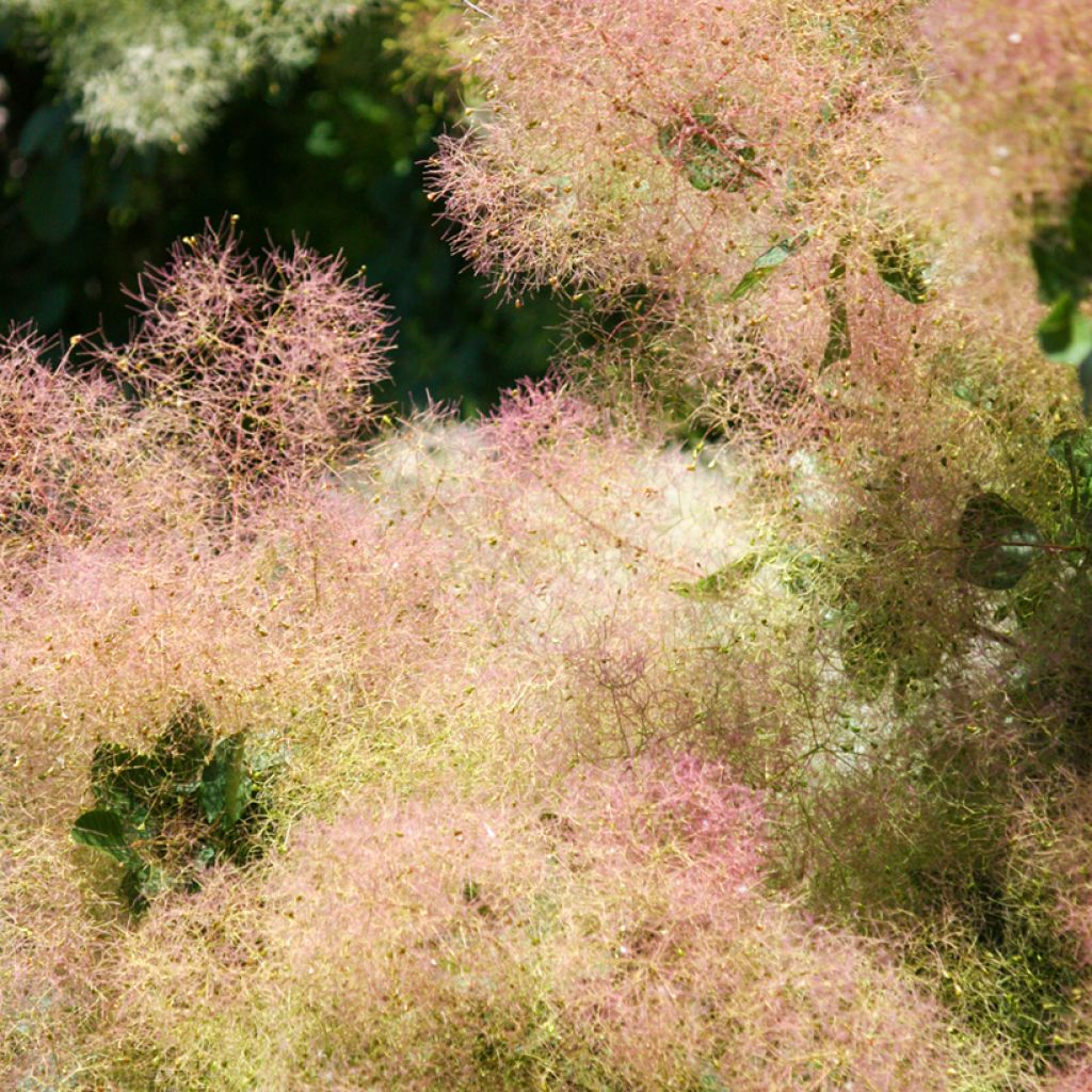Árbol de las pelucas - Cotinus coggygria