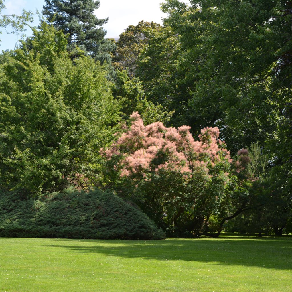 Árbol de las pelucas - Cotinus coggygria