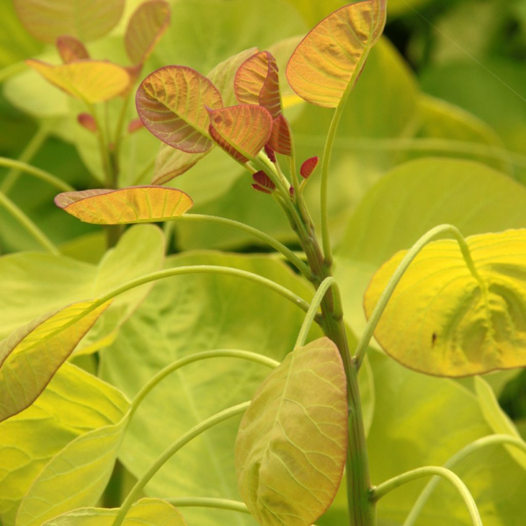 Árbol de las pelucas Golden Spirit - Cotinus coggygria
