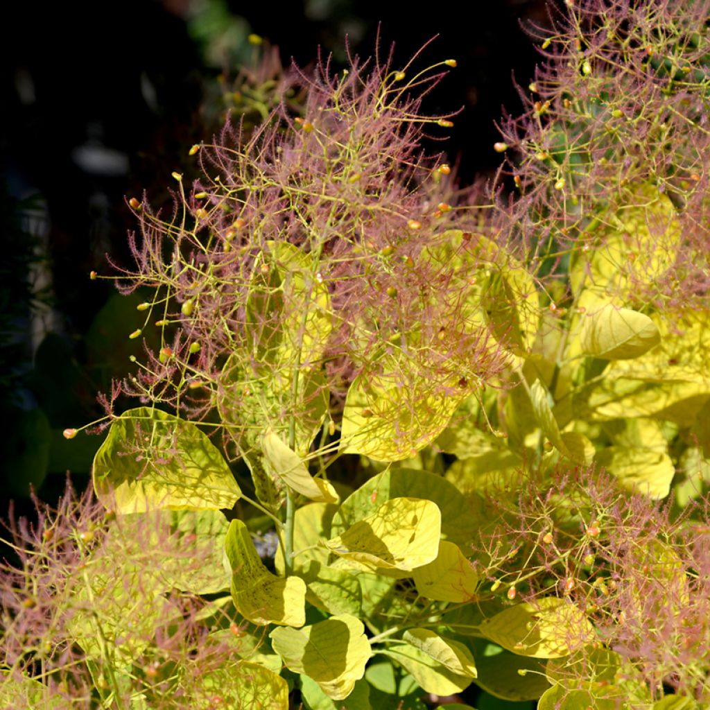 Árbol de las pelucas Golden Spirit - Cotinus coggygria