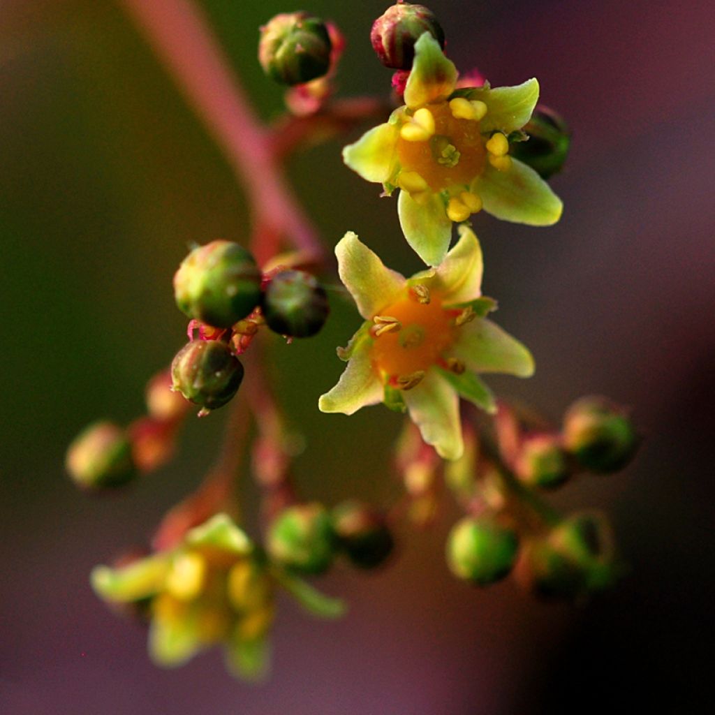 Árbol de las pelucas Lilla - Cotinus coggygria