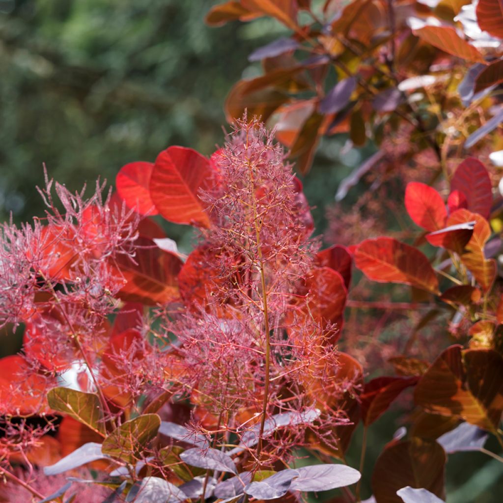Árbol de las pelucas Red Spirit - Cotinus coggygria
