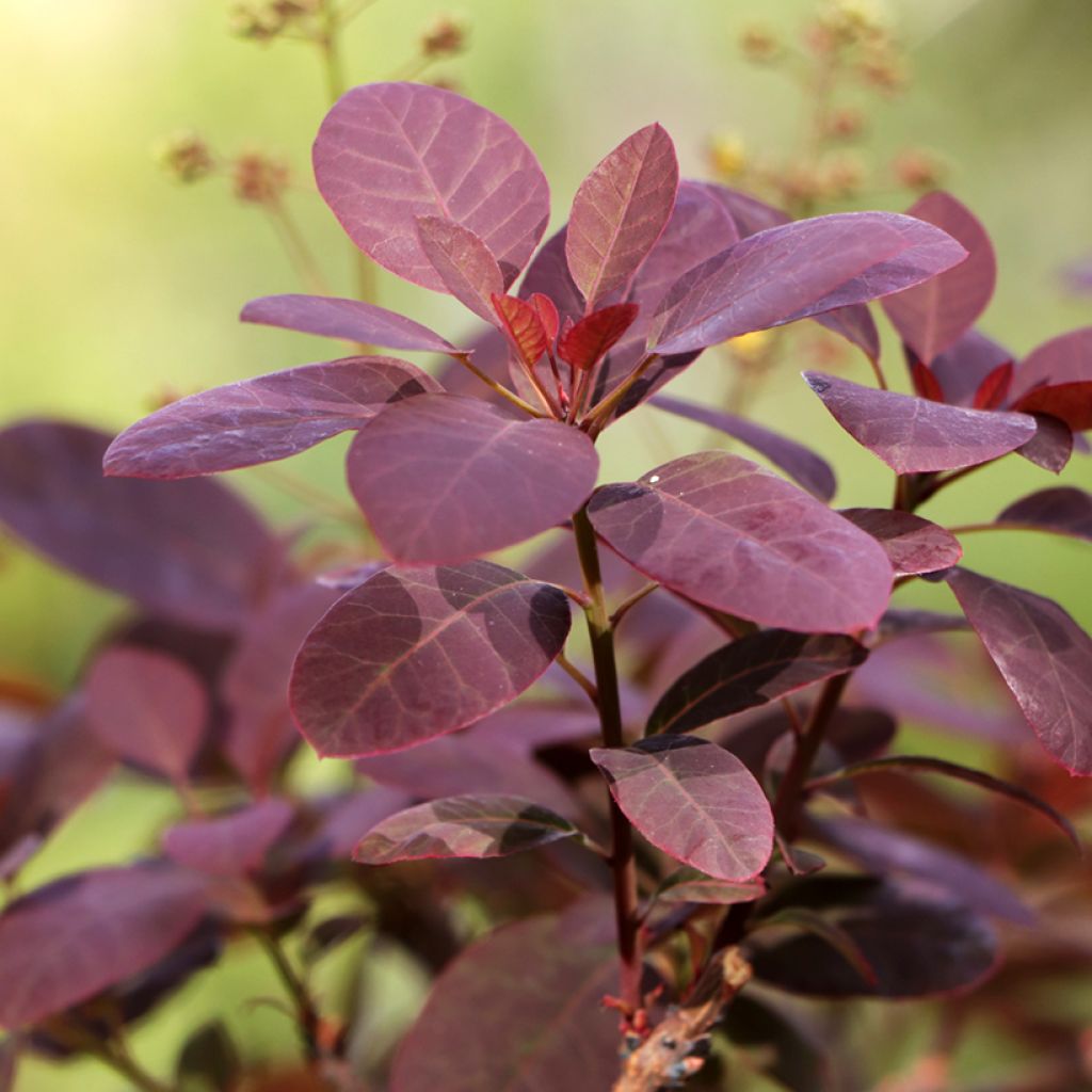 Árbol de las pelucas Royal Purple - Cotinus coggygria
