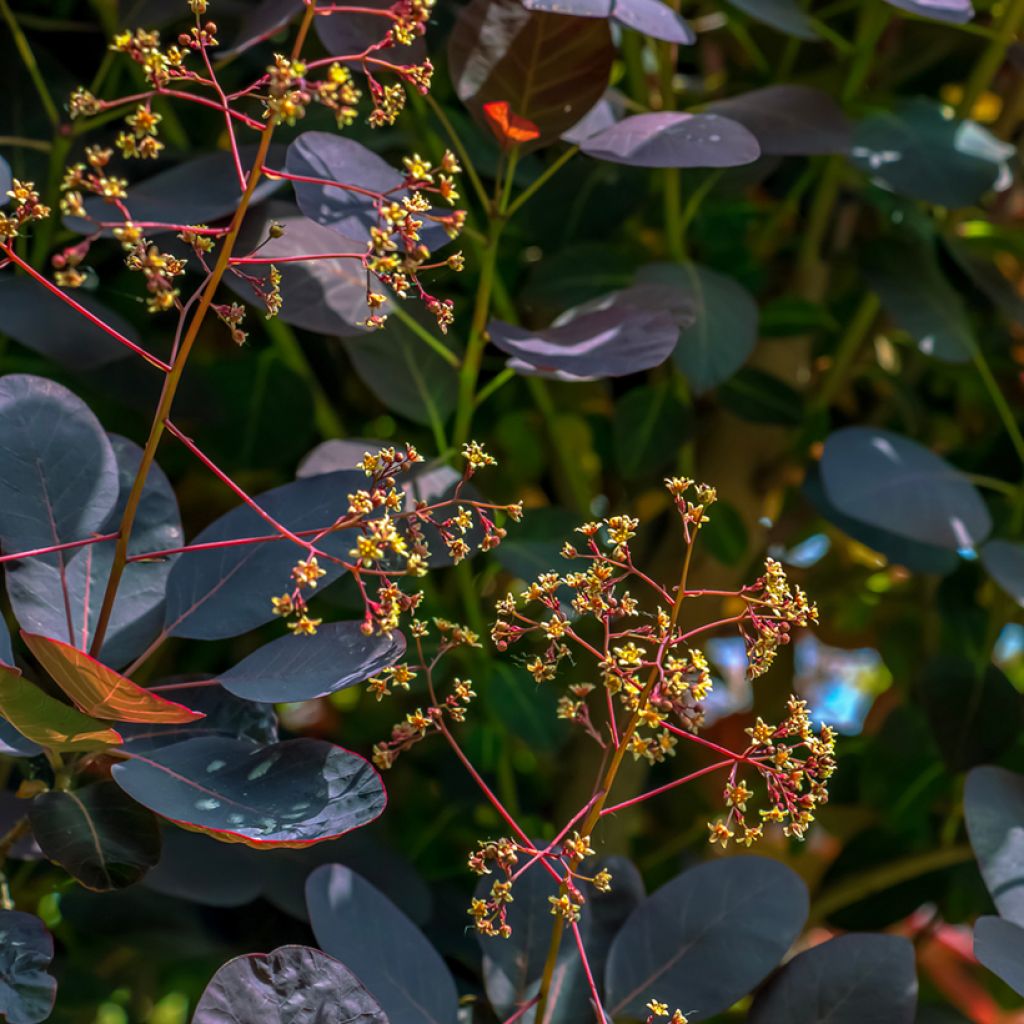 Árbol de las pelucas Royal Purple - Cotinus coggygria