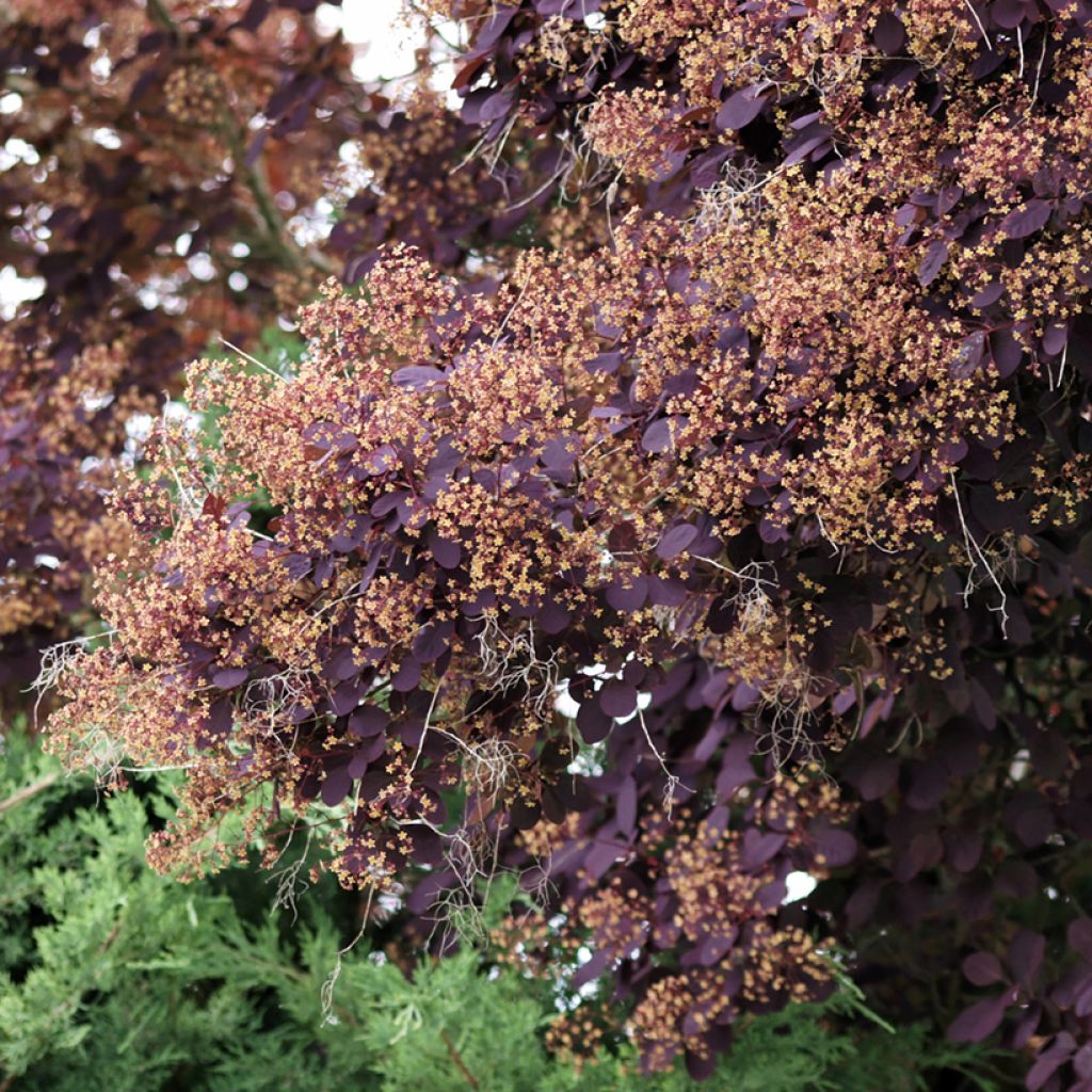 Árbol de las pelucas Royal Purple - Cotinus coggygria