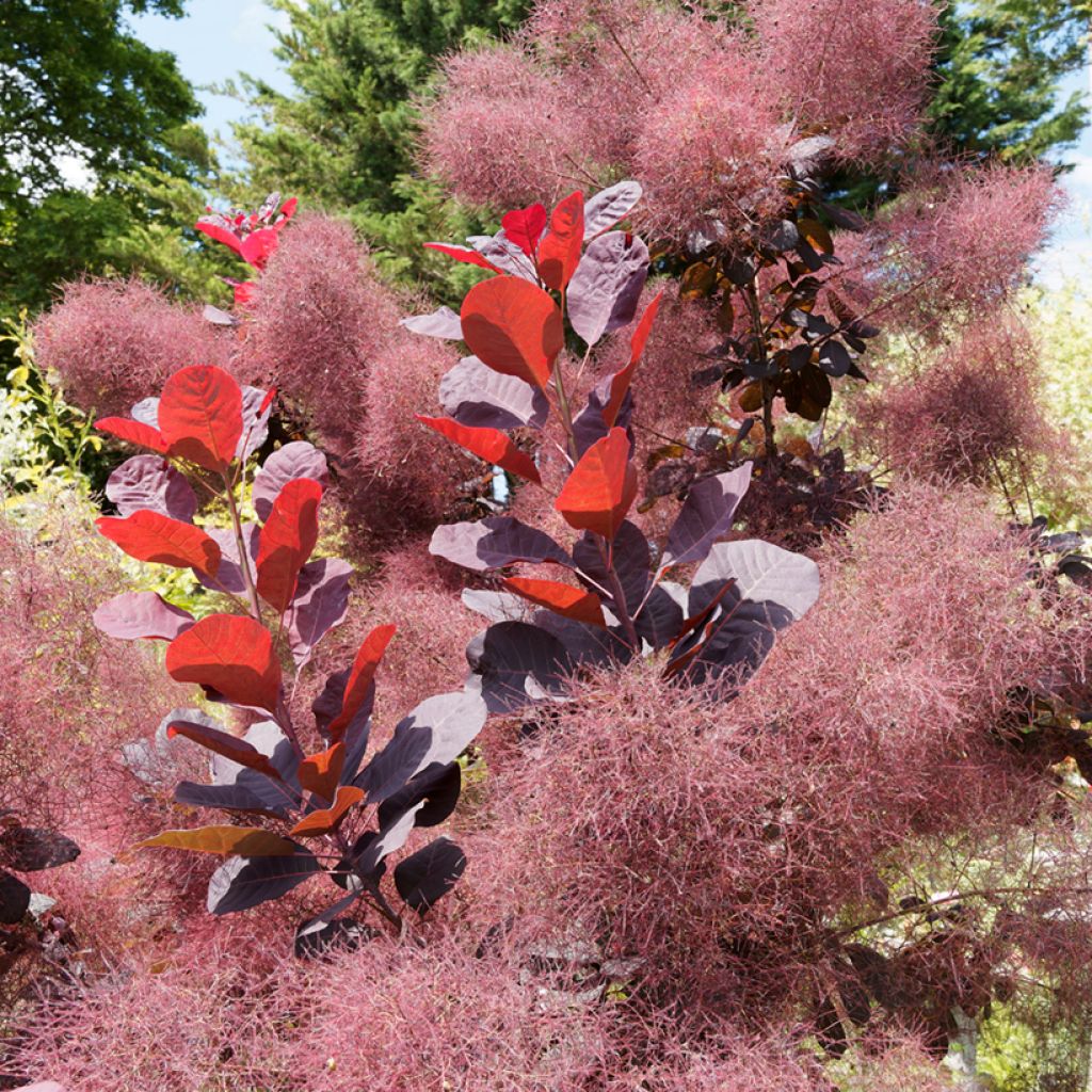 Árbol de las pelucas Royal Purple - Cotinus coggygria