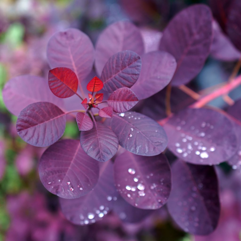 Árbol de las pelucas Royal Purple - Cotinus coggygria