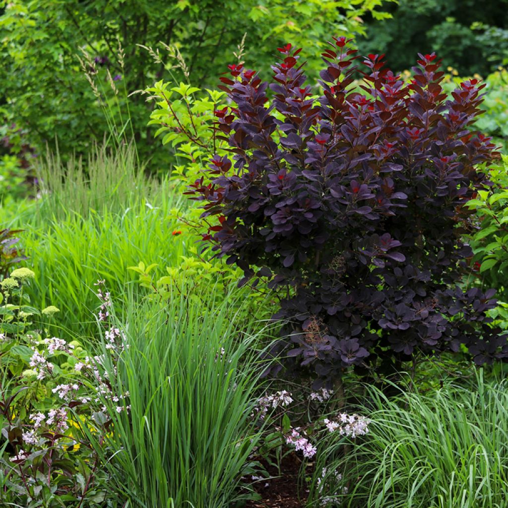Árbol de las pelucas Royal Purple - Cotinus coggygria