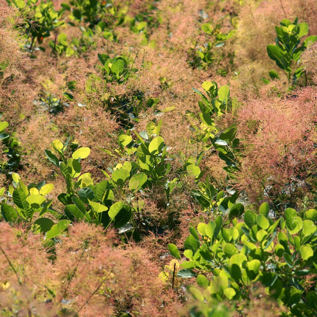 Árbol de las pelucas Young Lady - Cotinus coggygria